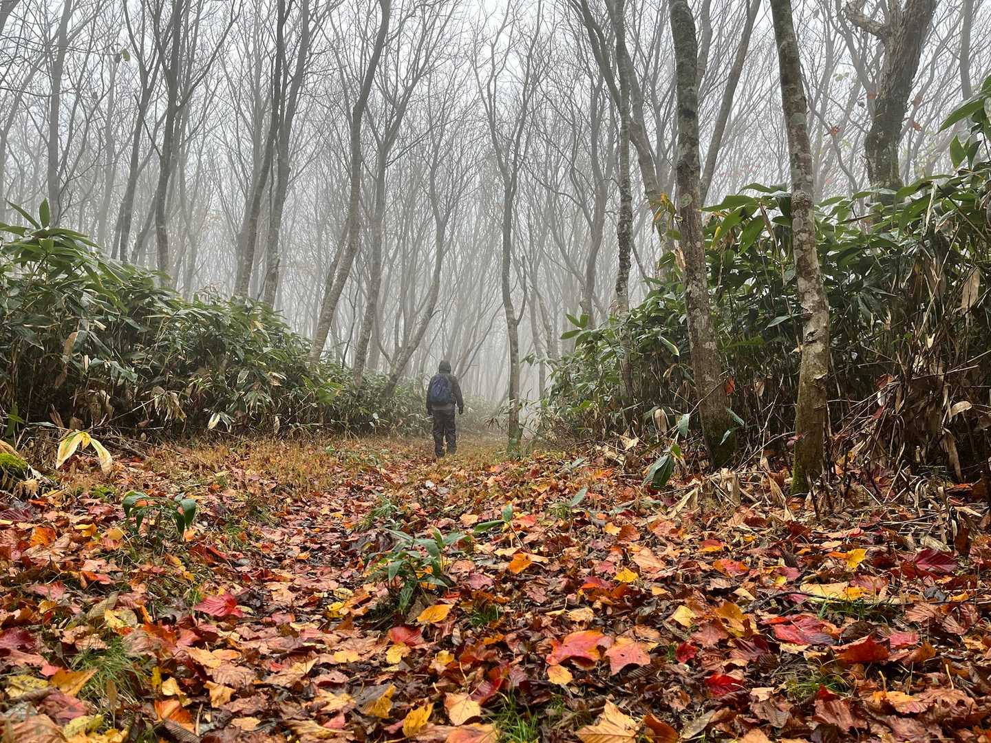 恐羅漢山登山口-夏焼峠-広場-台所原-恐羅漢山-旧羅漢山- 縦走コースの写真