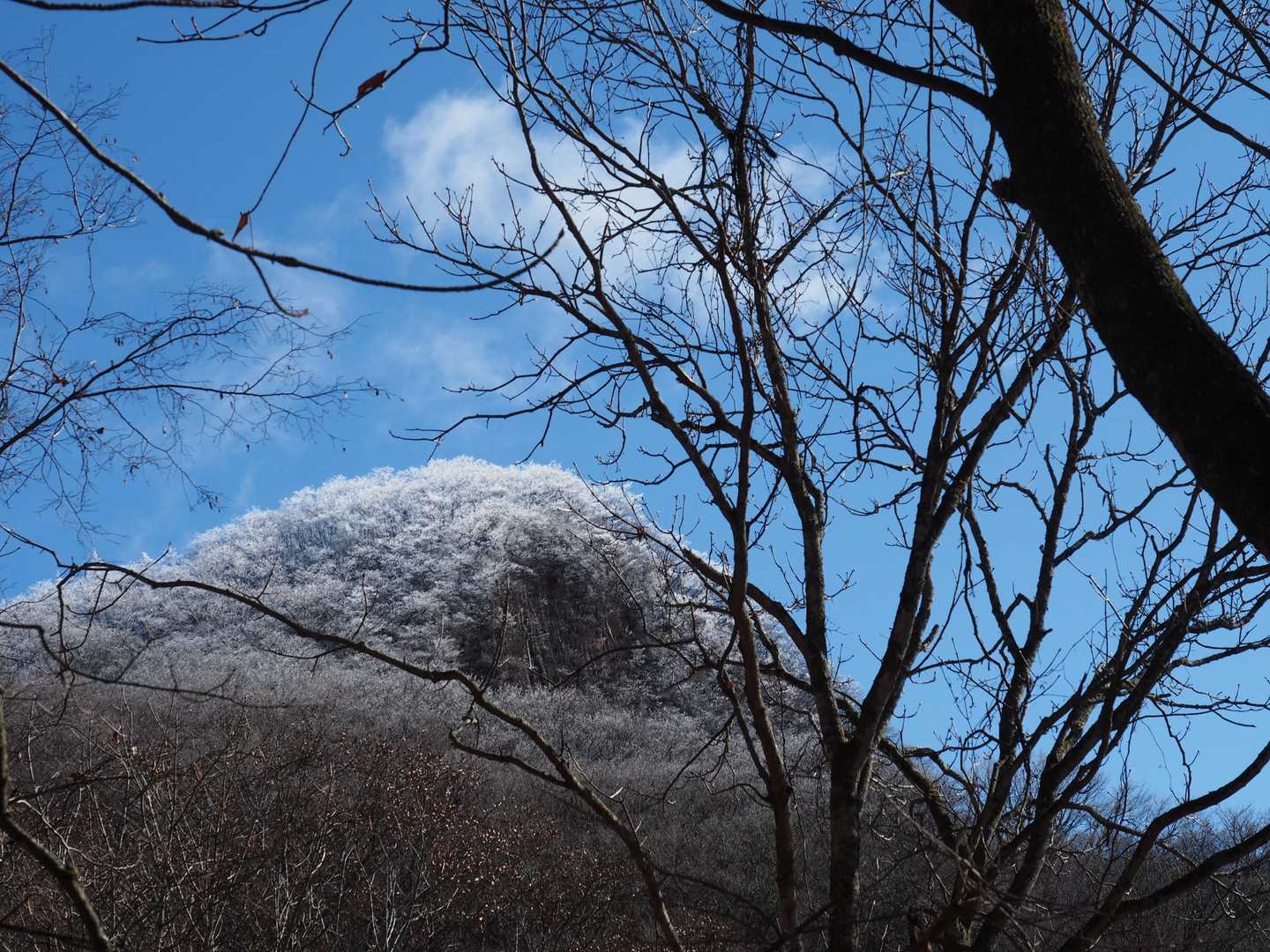 頂上の霧氷〜♪　綺麗です〜♪