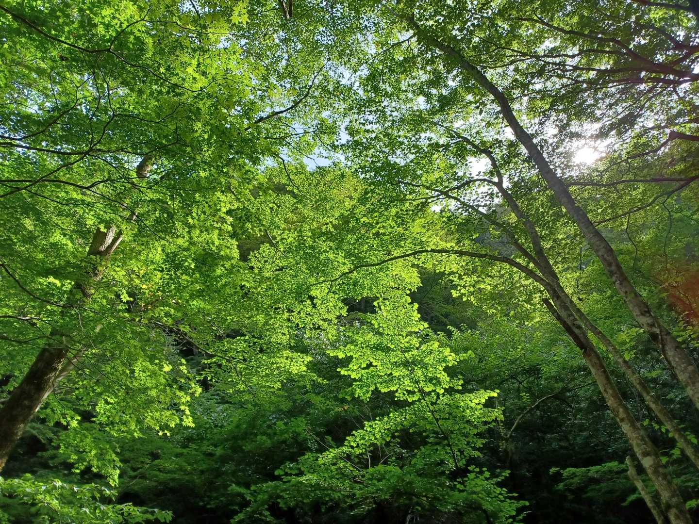 緑が素晴らしい❗
