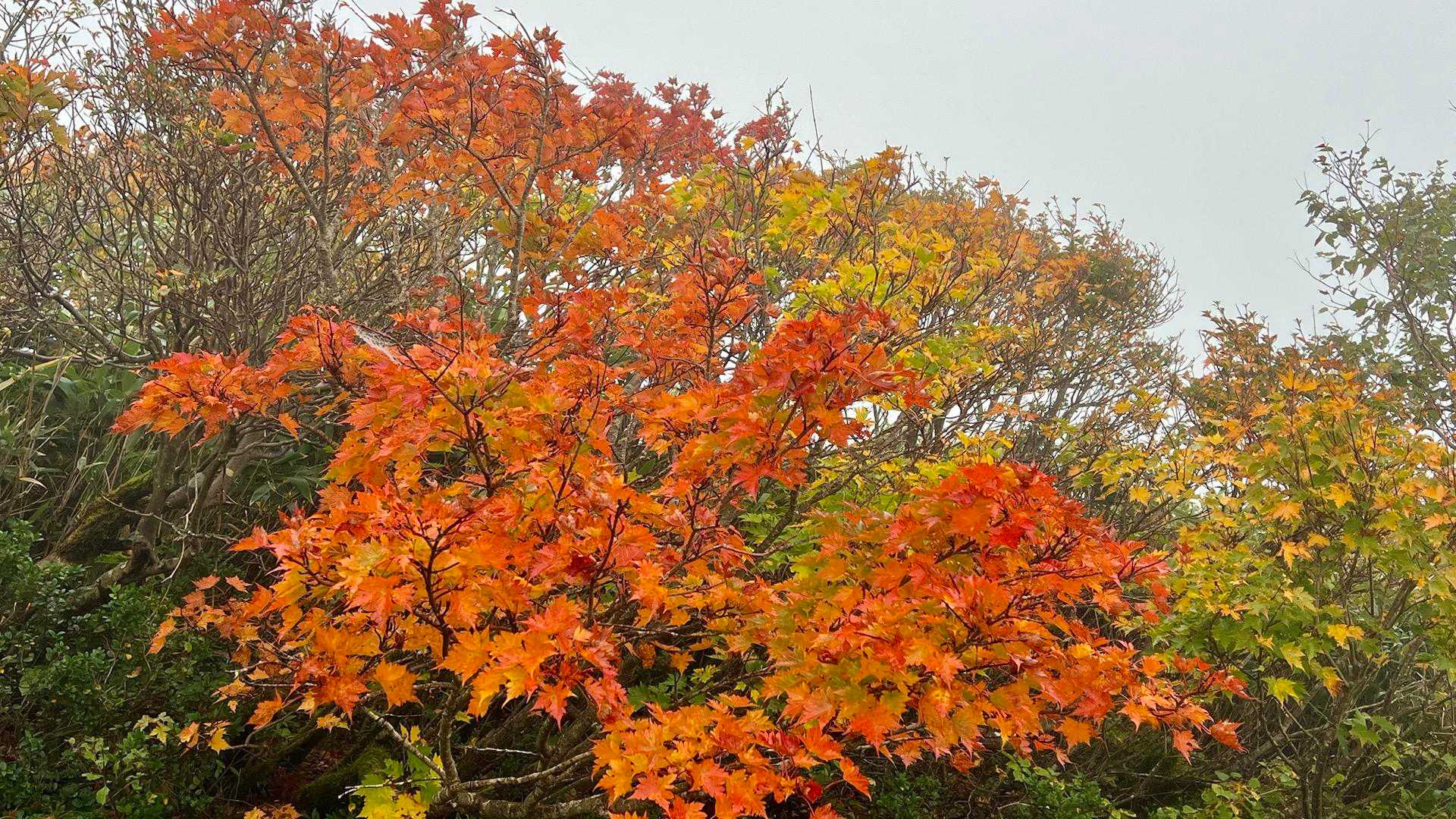 紅葉🍁綺麗かも