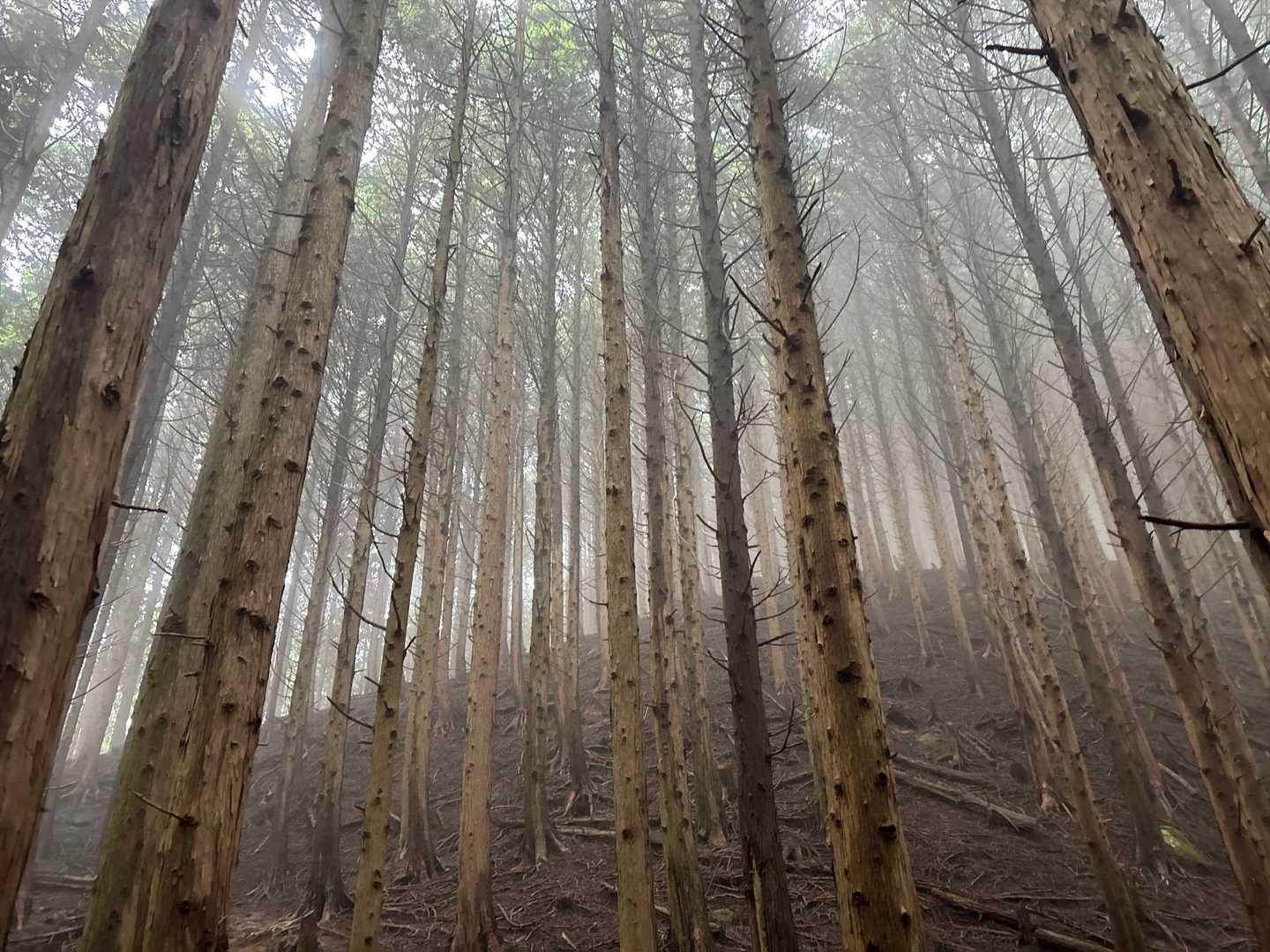 標高が上がるにつれてガスが出てきた。