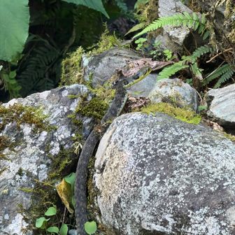 遍路道を普通に猛毒のヤマカガシ？が横切っていきました🐍