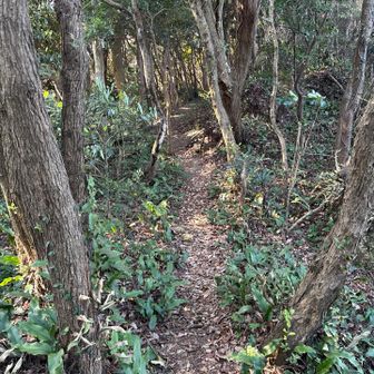 この尾根歩き、好きな感じでした。