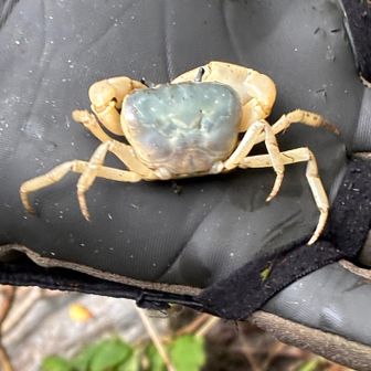 カニがいた　
ここのカニは甲羅が青白く手足が白い