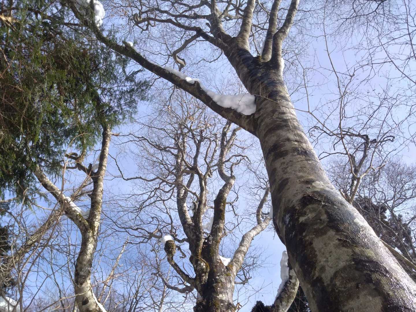 江浪峠-三国平-天児屋山 往復コースの写真