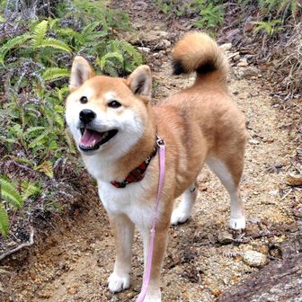 すずらん