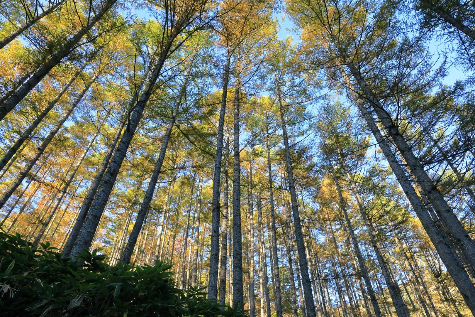 燕岳登山口-第1ベンチ-第2ベンチ-第3ベンチ-富士見ベン 縦走コースの写真