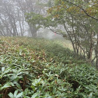 不明瞭な登山道😑