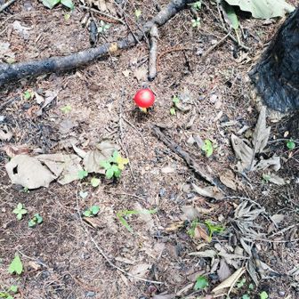 疲れててもこの子🍄みると元気になる
