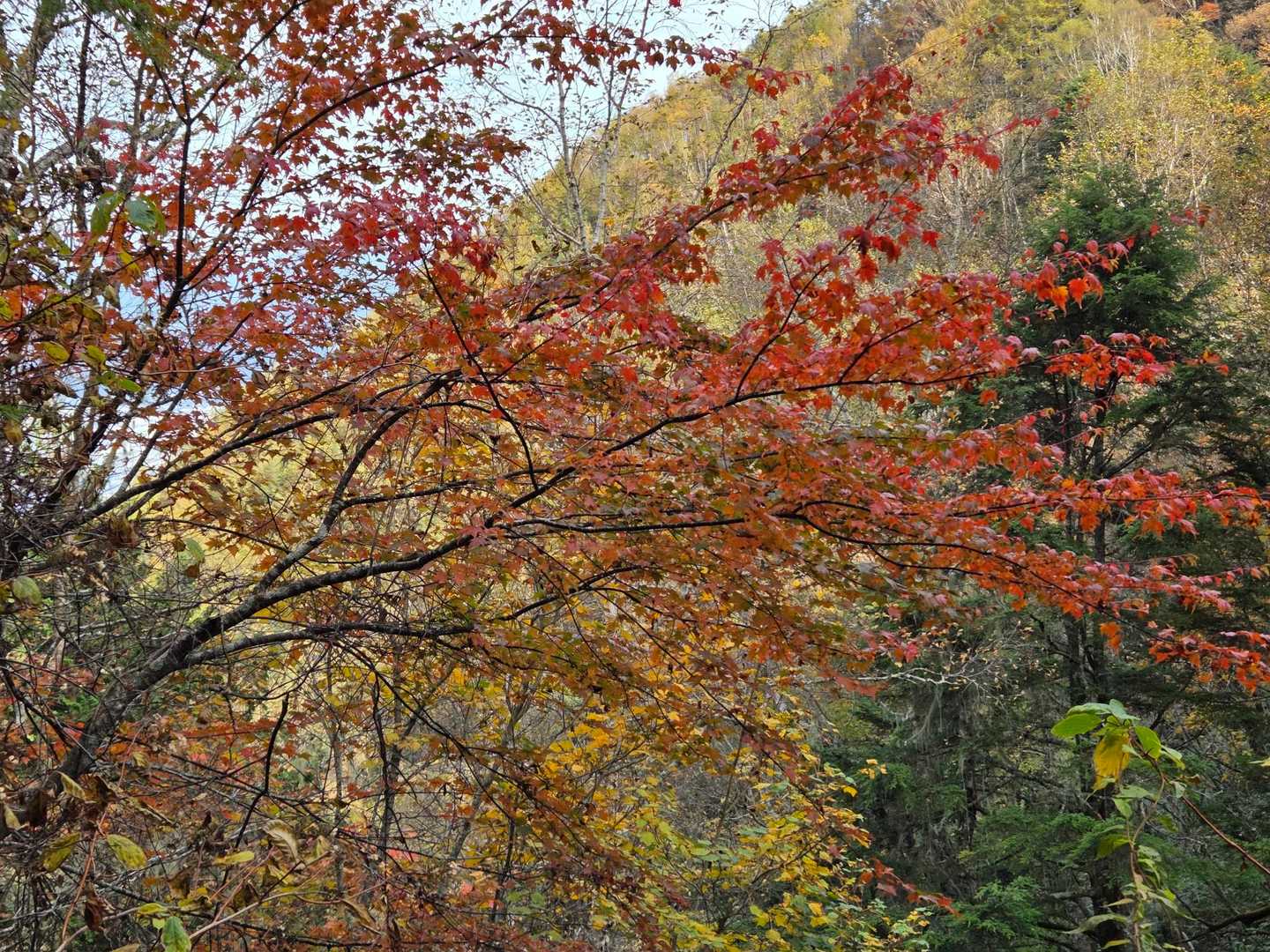 紅葉🍁