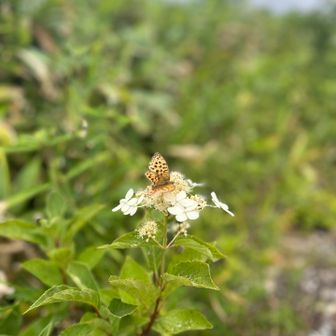 ノリウツギとヒョウモンチョウ