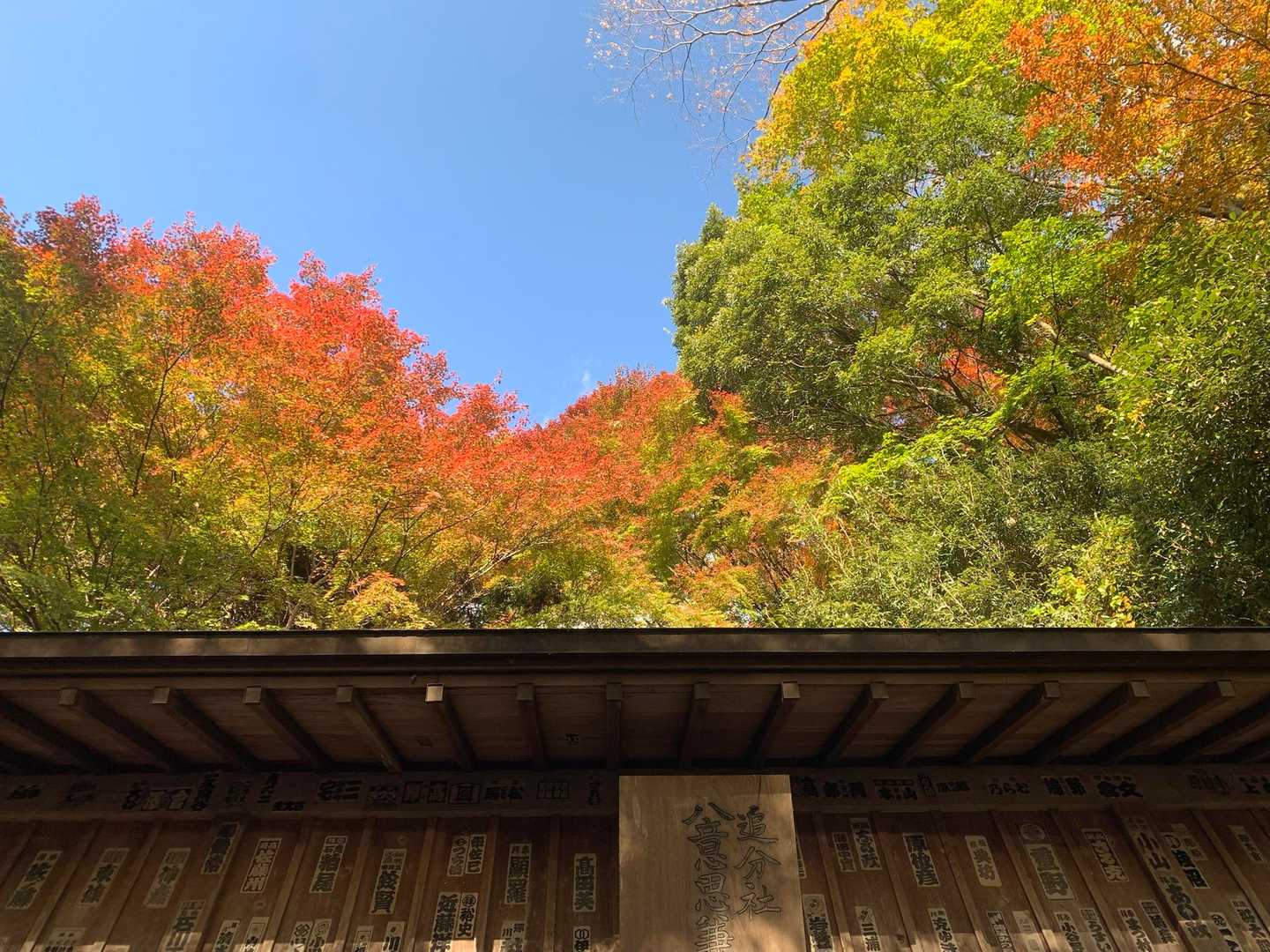 紅葉🍁　

どんな感じで進んでいるのかワクワク🎶
