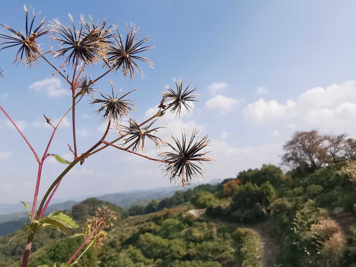 飛形山-御山飛形観音堂 往復コースの写真