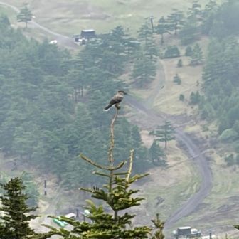 てっぺんに鳥さん