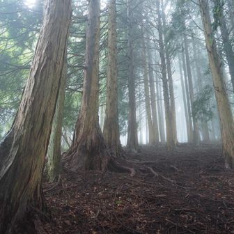丸山への登り