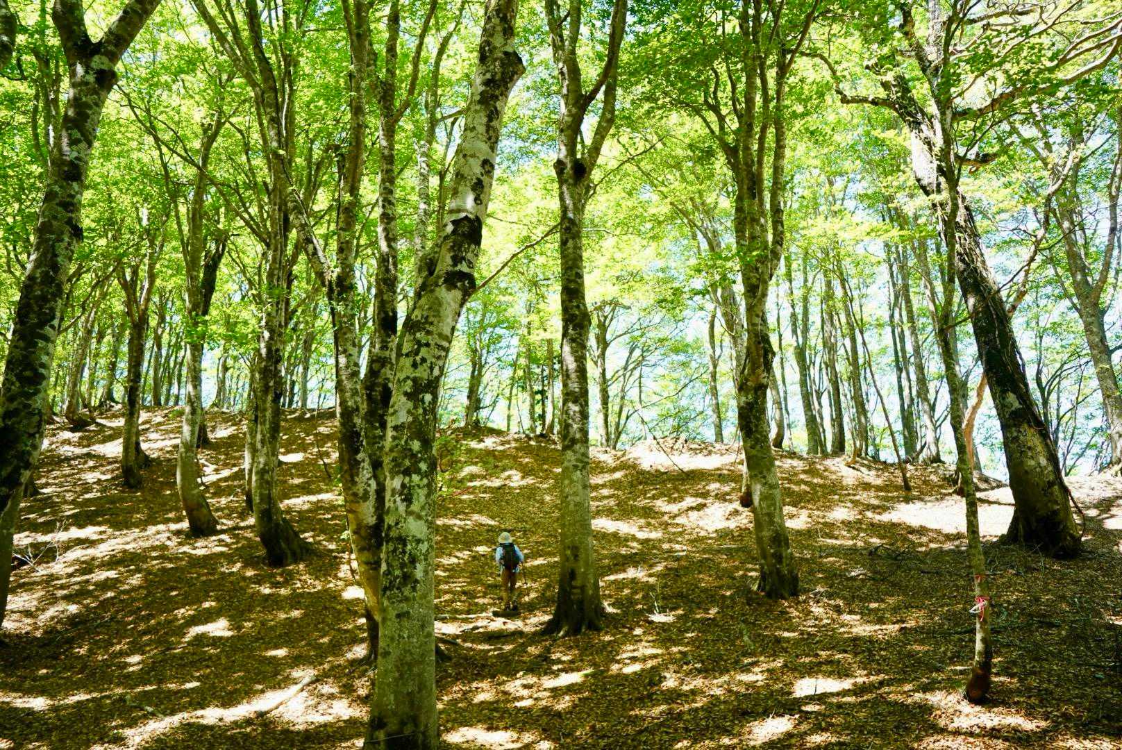 本当にきれいなお山です