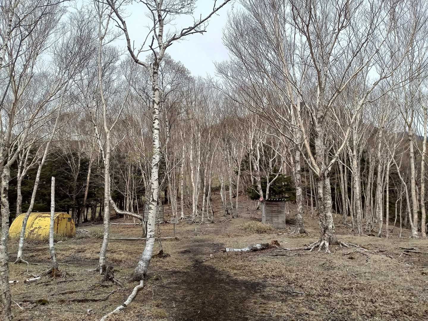 ダケカンバ林内にあるトイレと避難小屋