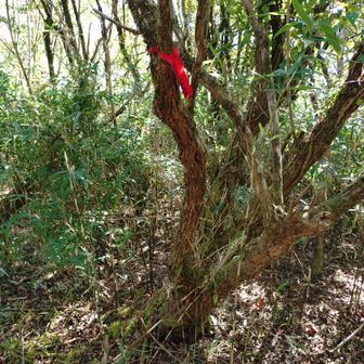 黒岳の山頂標識は見つけられず