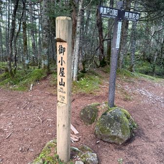 しばらく緩い下りになった後、ちょっと上って御小屋山に。
ここからまた急な下りに😓