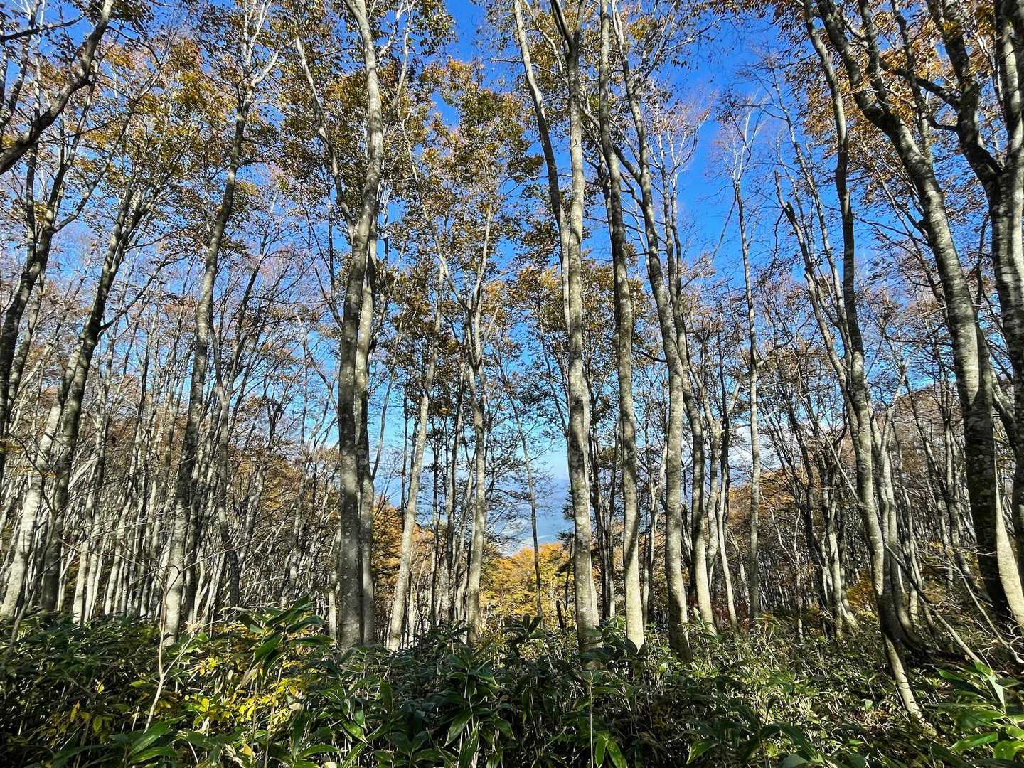 荒島岳勝原登山口-深谷ノ頭-シャクナゲ平-荒島岳-小荒島岳 往復コースの写真
