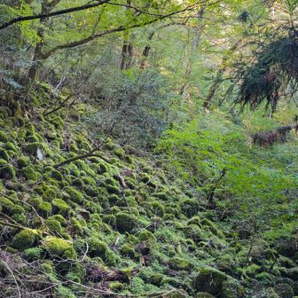 同じ山でも表情が全然違う
苔むす雰囲気や石が積み上げられた階段が熊野古道に似ている😌
