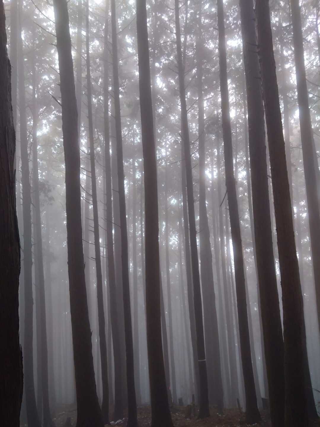 下山中  ガスがかかってますが神秘的な感じがします