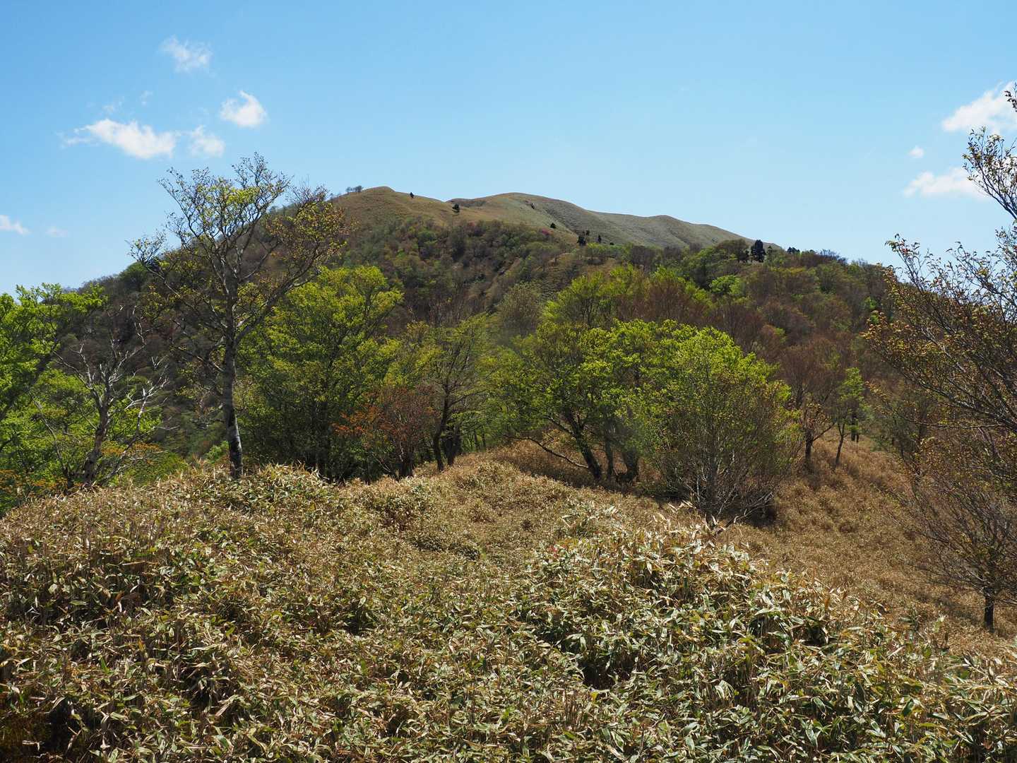 この先の林を抜けると山頂はすぐ