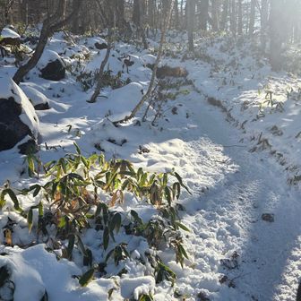 雪ありますねぇ