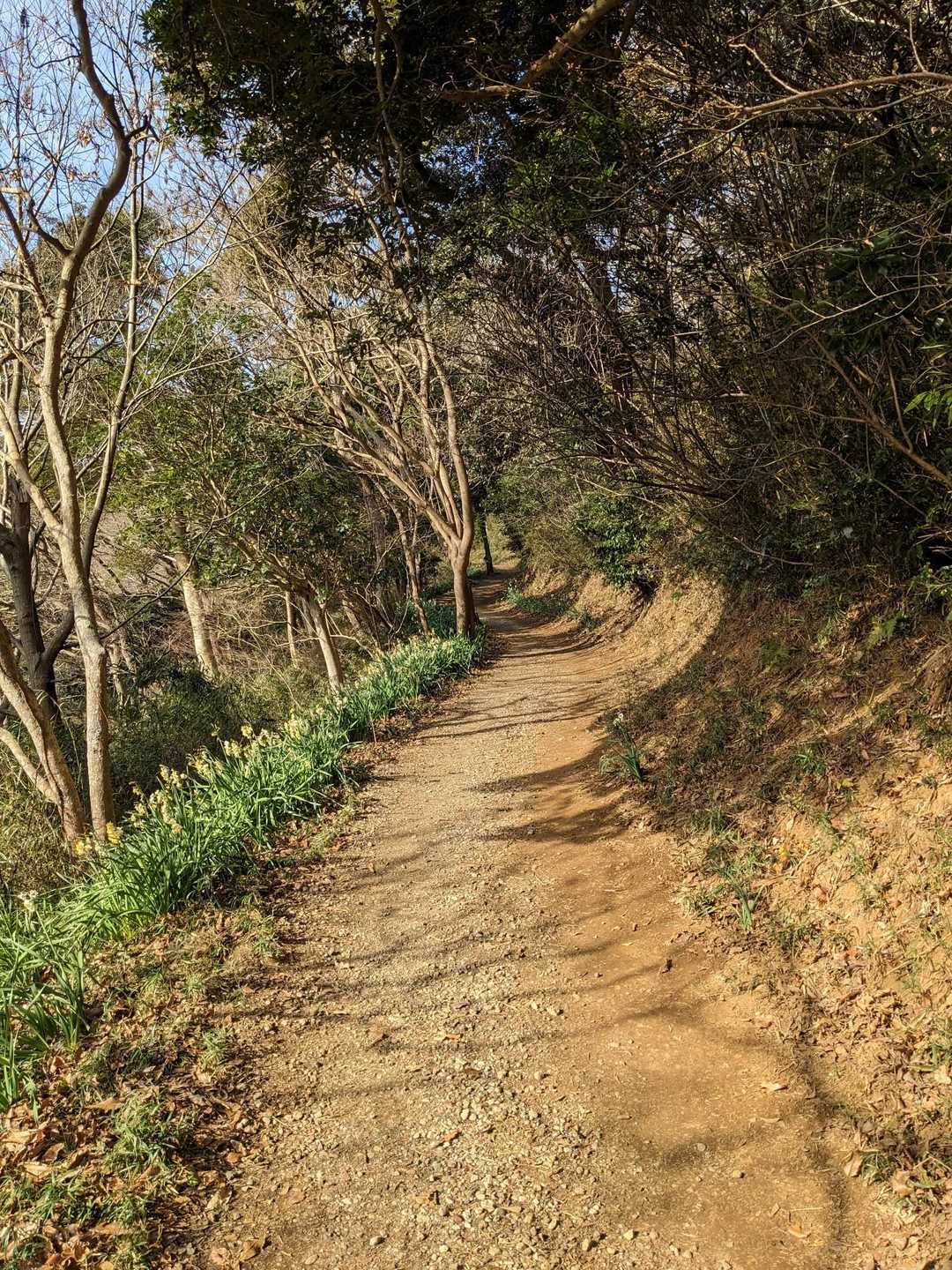 山道の脇にはスイセン