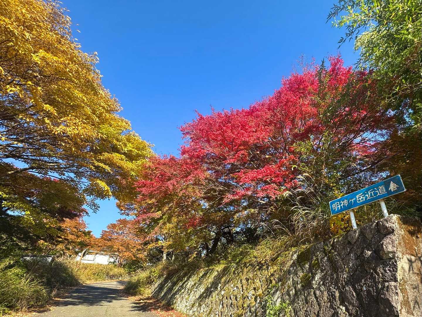 紅葉見頃🍁
箱根湯本駅付近はまだ緑色🌿