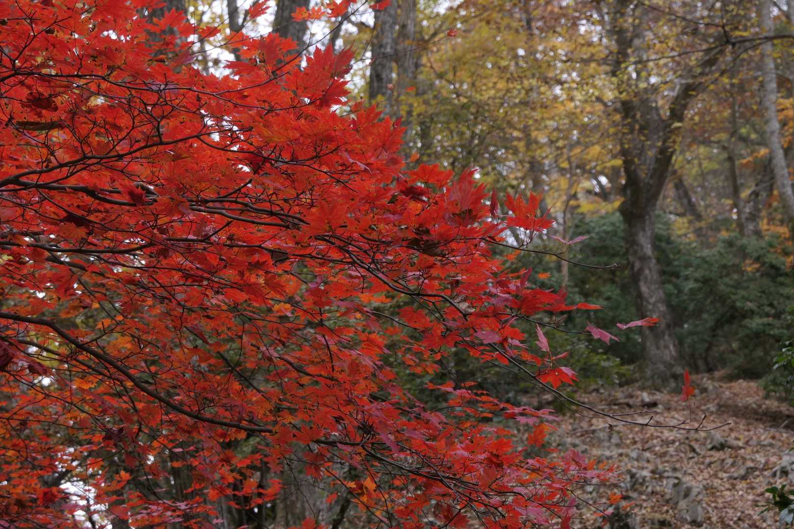 紅葉の中を歩きます。