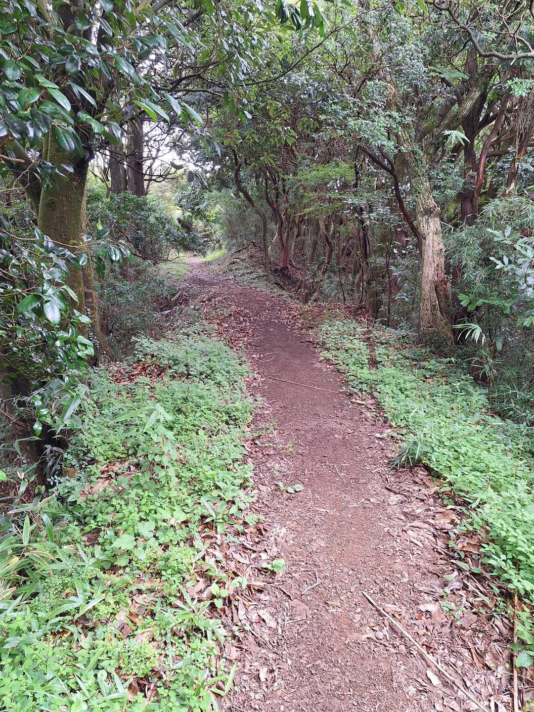 岩戸山方面への道。こんな道が続きます。