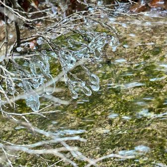 水辺の枯れ枝に氷が育っている