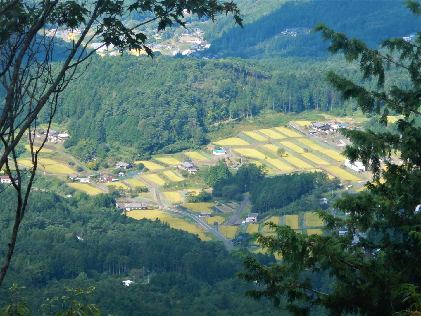 第一展望台から黒川の集落
稲が黄色く色づいています
