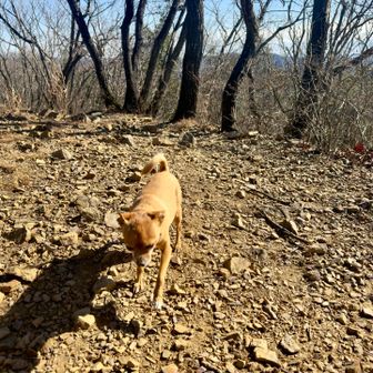 ゆるく行こうな🐕