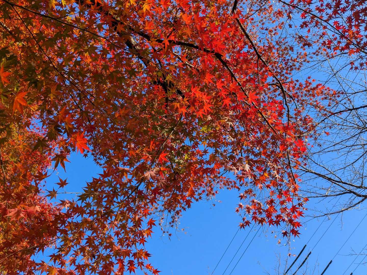 🍁