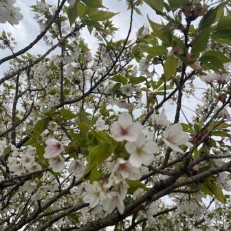 でもキレイです🌸