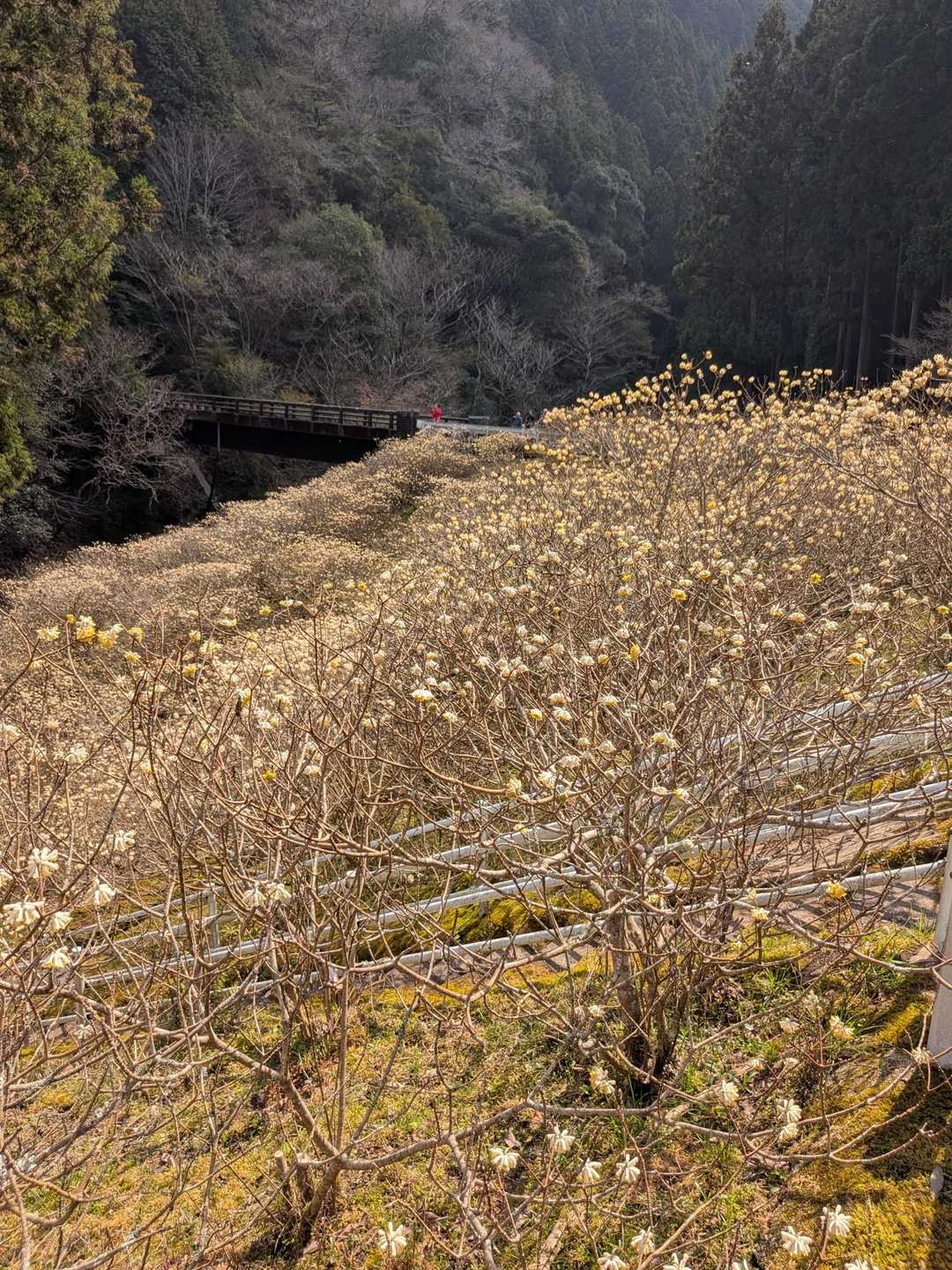 日があたると綺麗やね