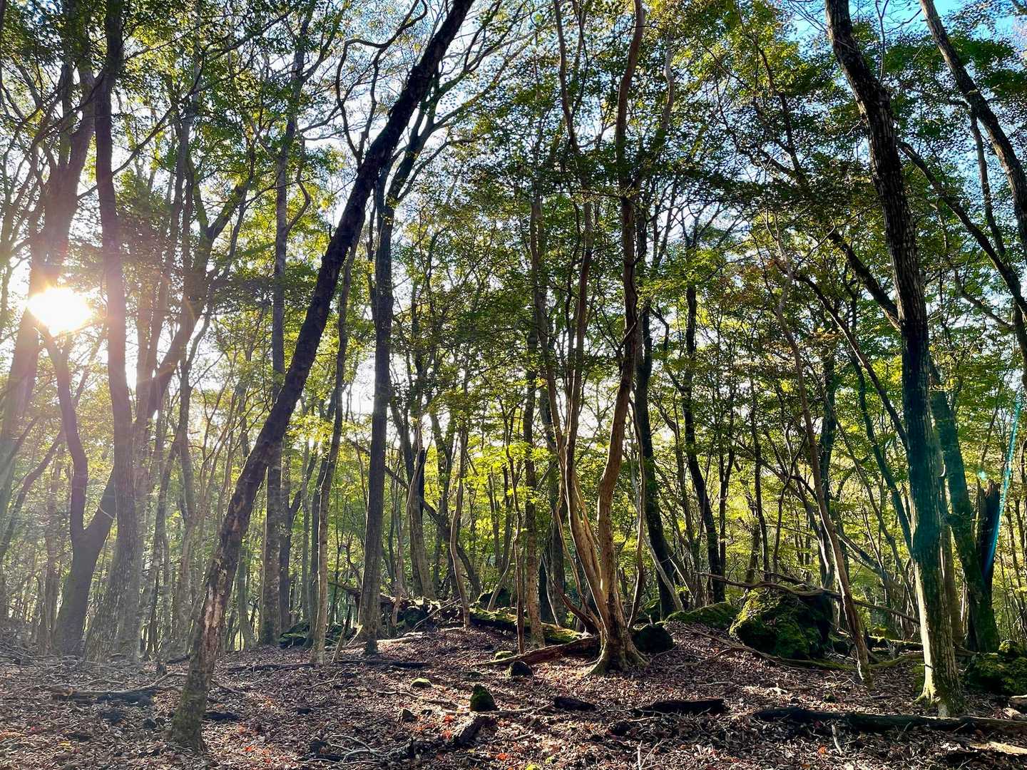 日向自然歩道を歩く🚶‍♀️
由布岳に向けて沢山の人が向かってましたが、こちらは人気なし。
静かな森歩き。