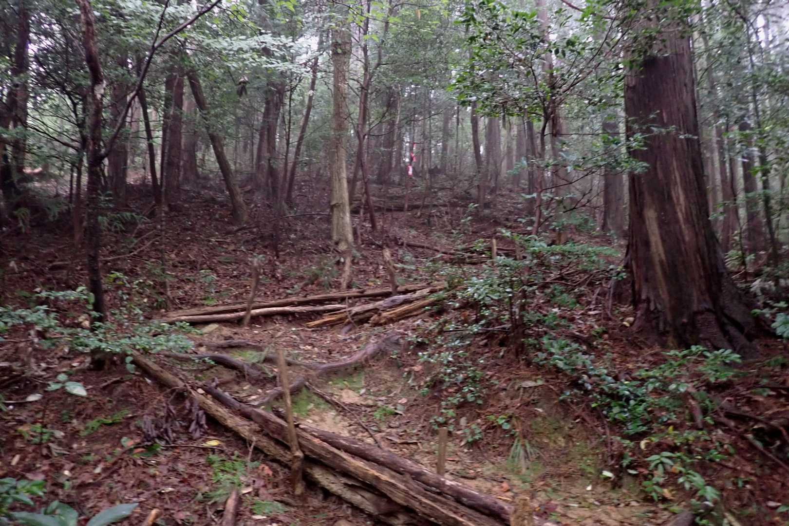 最近の局所的大雨で、
結構登山道がえぐれてます😖

アブ＋メマトイの攻撃かわし中🌪️
ハッカ油の濃度が薄かったのか、
あまり効果なし😢
