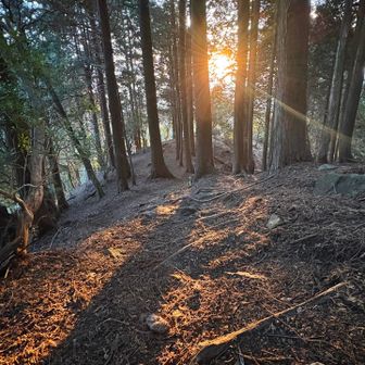 お日さま雲突破。ほら、間に合わんかった。瞬間移動の真似はできません😇感覚が違うのはわかった。
それなら、樹林帯に注ぐ朝日を愉しむ。