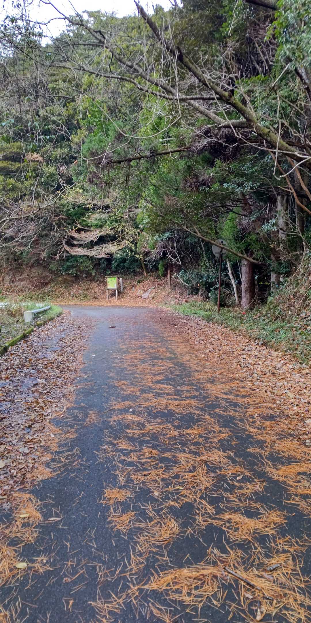 路肩に駐車します。