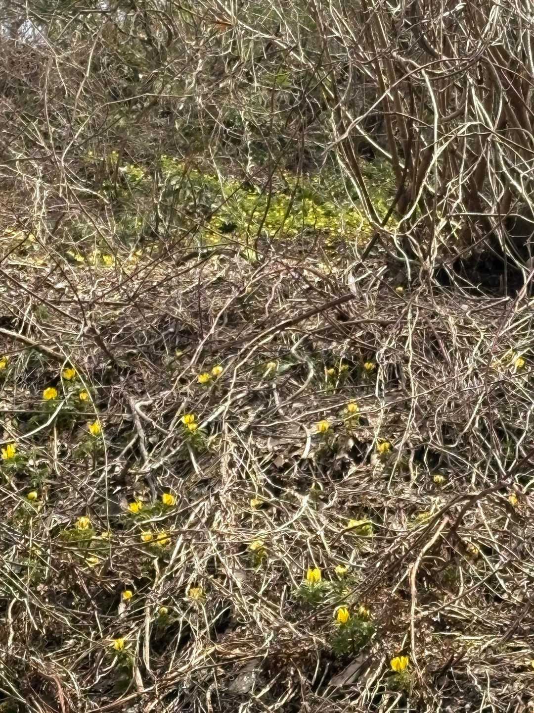 斜面の上の方には沢山咲いてる