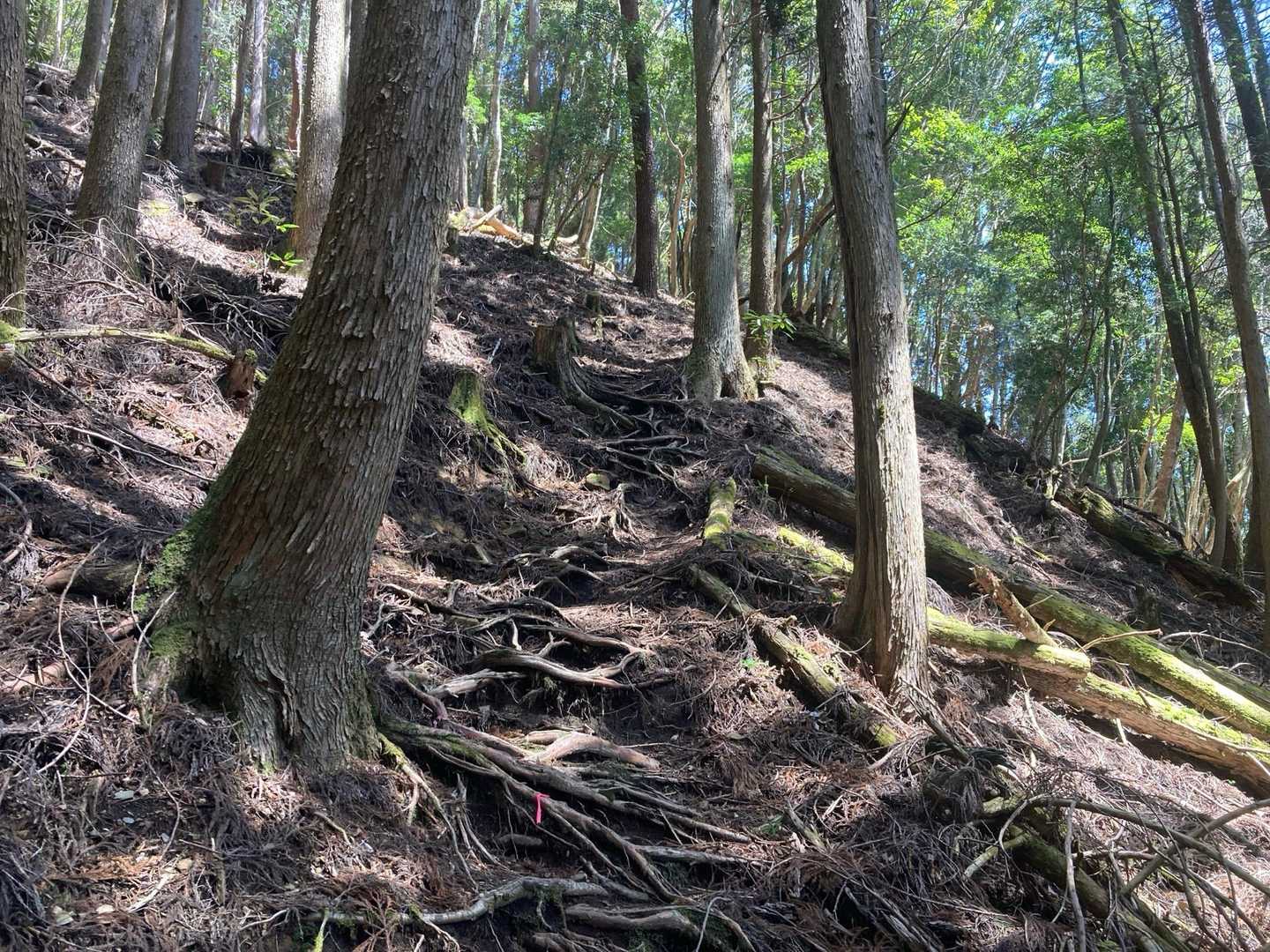 いきなり急登やんけ😅