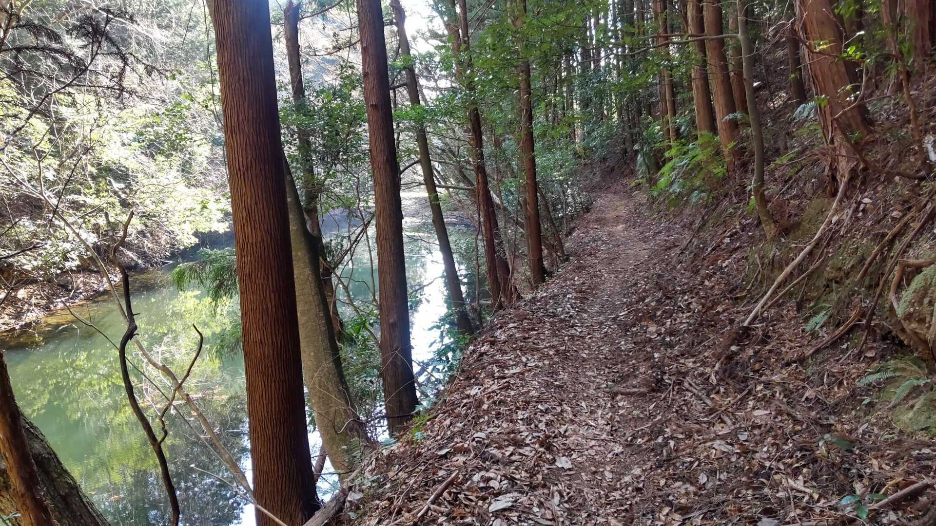 東の尾根登山道コース-一本杉-ツヅラ又山 往復コースの写真