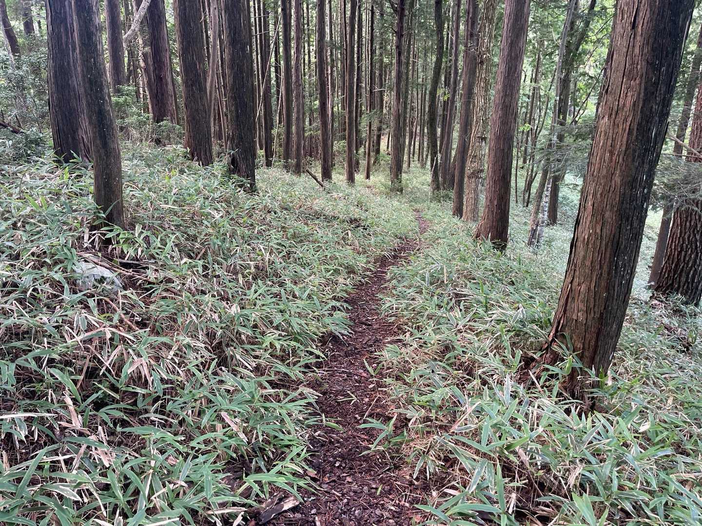 文殊山-巴山-獅子ヶ森 周回コースの写真