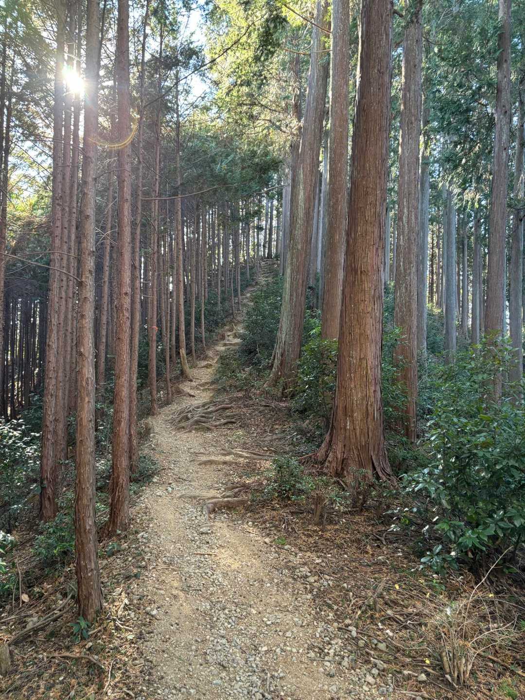橋本山へ