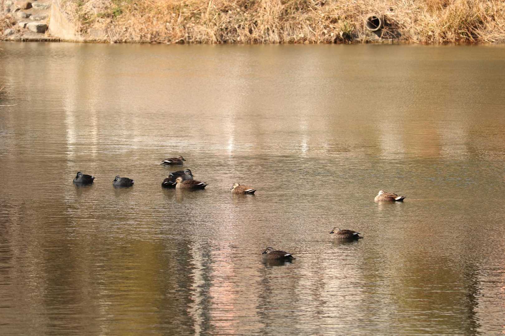 途中の池に鴨。