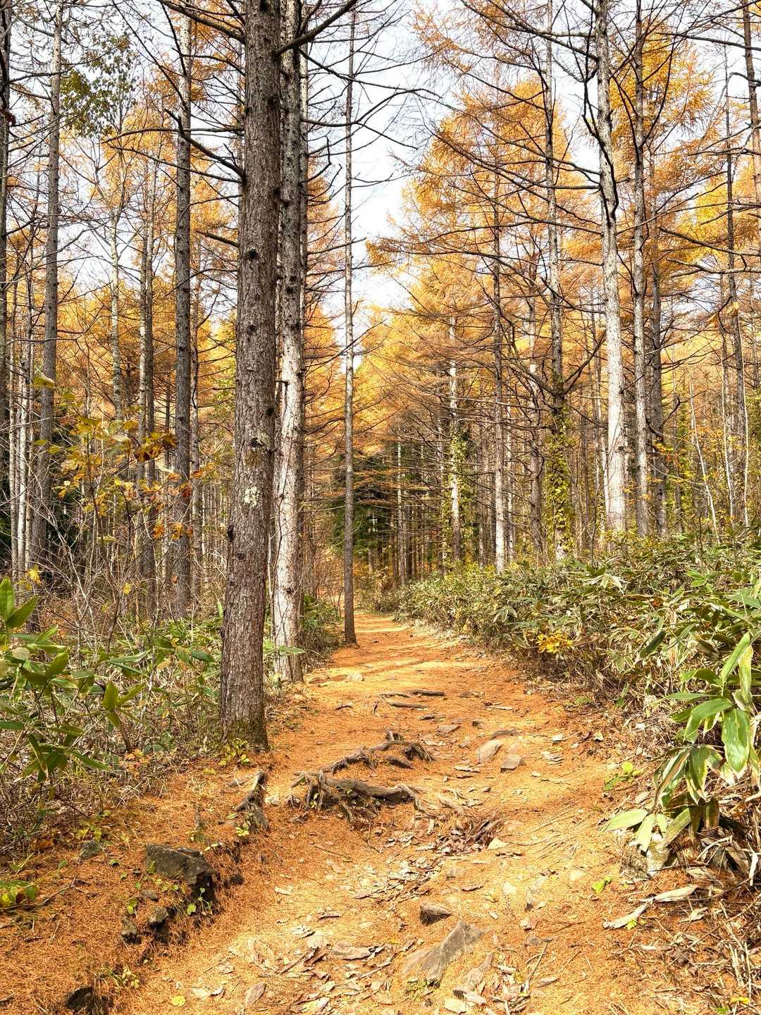 泉ヶ岳 / ちぷりー 山と花さんの船形山（御所山）・泉ヶ岳・蛇ヶ岳の活動データ | YAMAP / ヤマップ