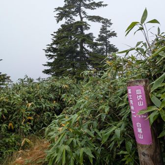 越後駒ヶ岳と同じく同い年の2003m
3月埋もれていた標識